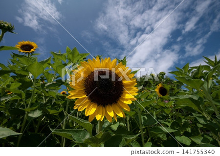 Sunflower blooming towards the sun Sunflower blooming towards the sun 141755340