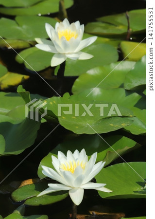 Water lily in Shanghai Yokohama Friendship Garden Water lily in Shanghai Yokohama Friendship Garden 141755531