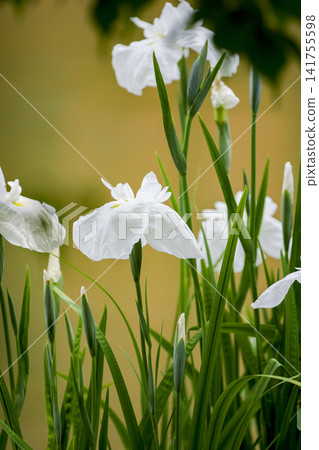 White irises blooming on the waterside White irises blooming on the waterside 141755598