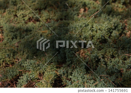 Hinoki Nanagracilis 5 Hinoki Nanagracilis 5 141755691
