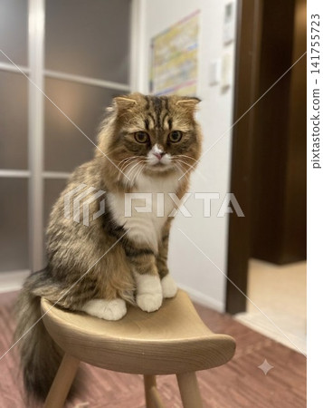 一隻蘇格蘭貓佔據了一張椅子 一隻蘇格蘭貓佔據了一張椅子 141755723