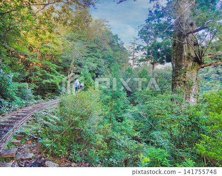 Scenery of Yakushima Scenery of Yakushima 141755748