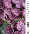 A bouquet of pink cup-shaped roses A bouquet of pink cup-shaped roses 141755812