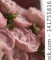 Pink cup-shaped roses Pink cup-shaped roses 141755816