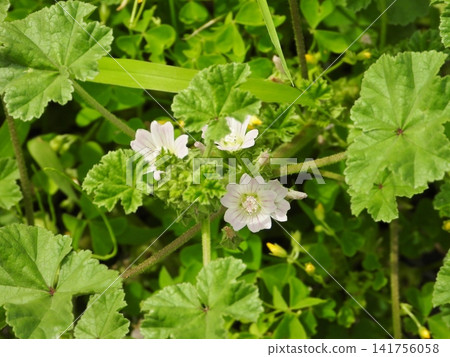 Malva serrata (small white flowers) Malva serrata (small white flowers) 141756058