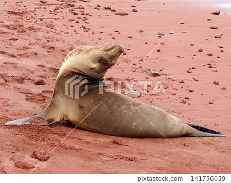 A Galapagos sea lion (Ecuador) raises its upper body on a red sand beach. A Galapagos sea lion (Ecuador) raises its upper body on a red sand beach. 141756059