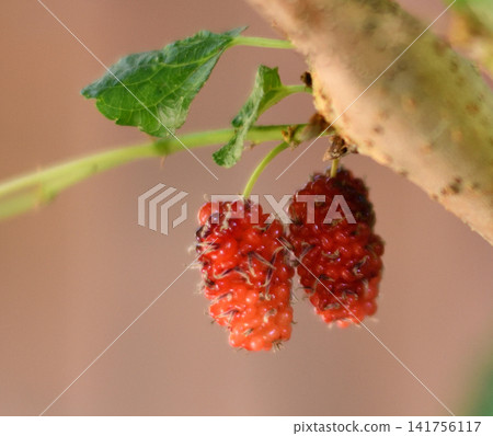 Mulberry fruit, red berry, leaf, branch close up with soft natural background Mulberry fruit, red berry, leaf, branch close up with soft natural background 141756117