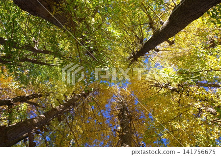 Ginkgo trees soaring towards the clear blue sky 11 141756675