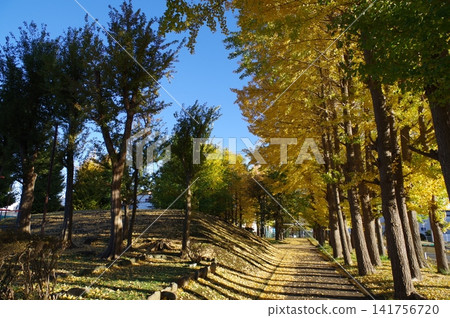 A clear blue sky and a row of ginkgo trees 1 A clear blue sky and a row of ginkgo trees 1 141756720