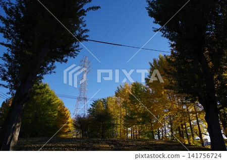 A clear blue sky and a row of ginkgo trees 5 A clear blue sky and a row of ginkgo trees 5 141756724