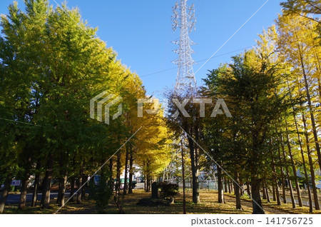 A clear blue sky and a row of ginkgo trees 6 A clear blue sky and a row of ginkgo trees 6 141756725