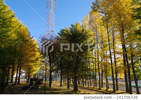 A clear blue sky and a row of ginkgo trees 7 A clear blue sky and a row of ginkgo trees 7 141756726