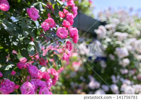 Rose garden in full bloom Rose garden in full bloom 141756781