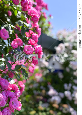 Rose garden in full bloom Rose garden in full bloom 141756782