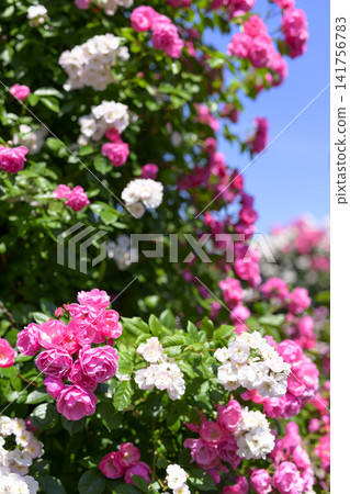 Rose garden in full bloom Rose garden in full bloom 141756783