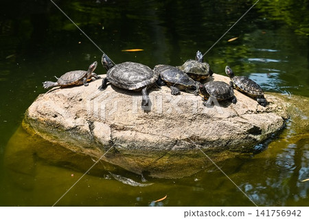 Group of red eared slider turtle basking on a rock near water at Hong Kong Park for local wildlife habitat and urban nature exploration scene Group of red eared slider turtle basking on a rock near water at Hong Kong Park for local wildlife habitat and urban nature exploration scene 141756942
