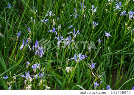 Wild iris lactea blue flowers blooming in green grass field in public park in afternoon light in Beijing China Wild iris lactea blue flowers blooming in green grass field in public park in afternoon light in Beijing China 141756943