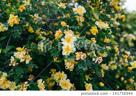 Close up of yellow rosa xanthina flower in warm morning light in Beijing China Close up of yellow rosa xanthina flower in warm morning light in Beijing China 141756944