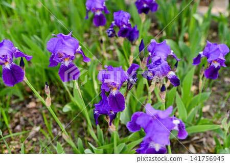 Close up of blooming purple bearded iris flower with detailed petal texture in public garden in Beijing China Close up of blooming purple bearded iris flower with detailed petal texture in public garden in Beijing China 141756945