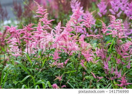 Pink astilbe arendsii flower plumes blooming on a green shrub in a lush summer botanical garden field with soft background bokeh and copy space. Pink astilbe arendsii flower plumes blooming on a green shrub in a lush summer botanical garden field with soft background bokeh and copy space. 141756990