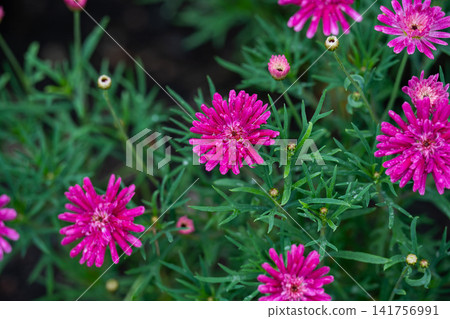 Close up view of bright pink argyranthemum frutescens marguerite daisy flowers covered in tiny raindrops in a summer garden with dark copy space. Close up view of bright pink argyranthemum frutescens marguerite daisy flowers covered in tiny raindrops in a summer garden with dark copy space. 141756991