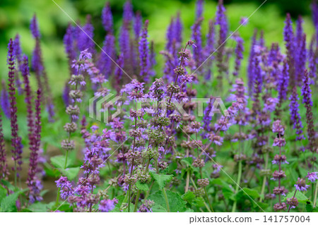 Dense field of purple salvia verticillata whorled clary and salvia nemorosa meadow sage flowers blooming in a summer garden with text copy space. Dense field of purple salvia verticillata whorled clary and salvia nemorosa meadow sage flowers blooming in a summer garden with text copy space. 141757004