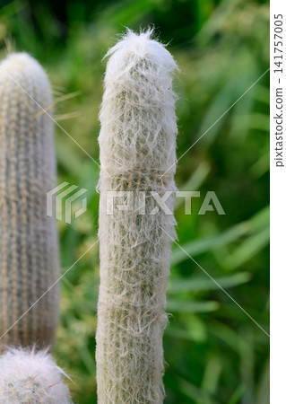 Potted Cephalocereus senilis cactus stem focusing on central stalk covered in fluffy white hair on blurred background Potted Cephalocereus senilis cactus stem focusing on central stalk covered in fluffy white hair on blurred background 141757005