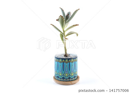 Kalanchoe tomentosa panda plant succulent growing in a colorful ceramic pot with geometric pattern on a white background with copy space. Kalanchoe tomentosa panda plant succulent growing in a colorful ceramic pot with geometric pattern on a white background with copy space. 141757006