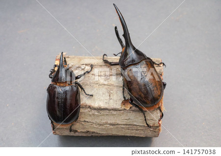An overhead view of a small Neptune beetle (left) and a Hercules beetle (right). An overhead view of a small Neptune beetle (left) and a Hercules beetle (right). 141757038