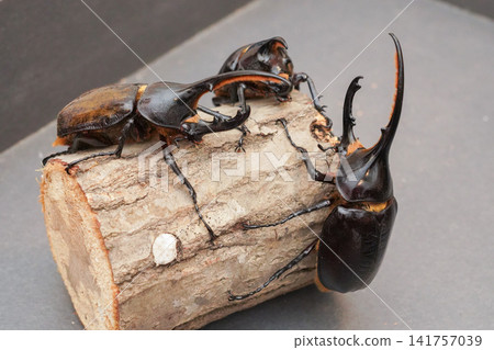 Hercules beetles gathered around a log (Neptune beetles in the background) Hercules beetles gathered around a log (Neptune beetles in the background) 141757039