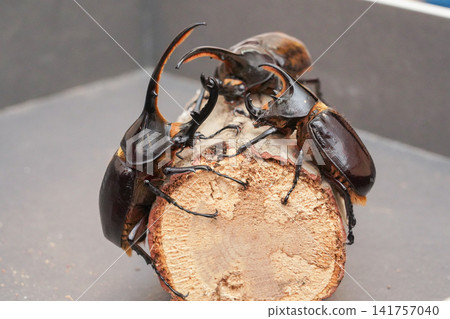 Hercules beetles (left and back) and a small Neptune beetle (right) (male) Hercules beetles (left and back) and a small Neptune beetle (right) (male) 141757040