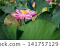 Pink lotus flowers blooming amidst green leaves 141757129