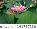 Pink lotus flowers blooming amidst green leaves 141757130
