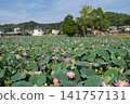 Lotus flowers blooming on the water's surface - Higashi-no-ike Pond in Oiso Town - A typical Japanese summer scene 141757131