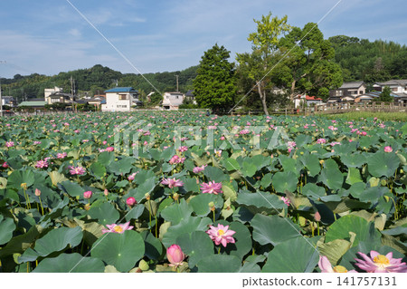 荷花盛開於水面-大磯町東池-典型的日本夏日景色 荷花盛開於水面-大磯町東池-典型的日本夏日景色 141757131