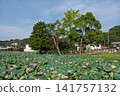 Lotus flowers blooming on the water's surface - Higashi-no-ike Pond in Oiso Town - A typical Japanese summer scene 141757132