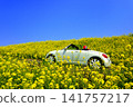Image of driving through a field of rapeseed flowers 141757217