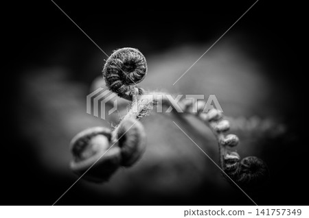 A swirling fern sprout (monochrome) A swirling fern sprout (monochrome) 141757349