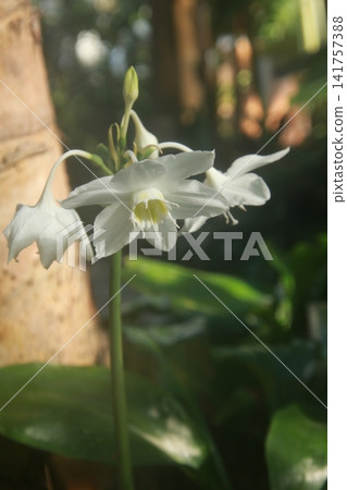 Amazon Lily 141757388