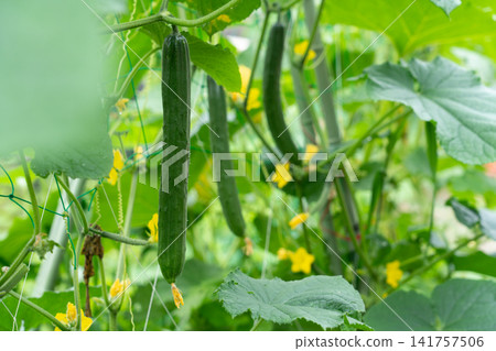Cucumbers with thorns, lush and green in the field, ready for harvest (July) in a home garden. Cucumbers with thorns, lush and green in the field, ready for harvest (July) in a home garden. 141757506