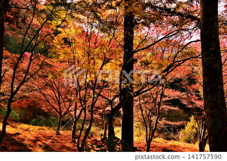 A beautiful late autumn landscape with colorful foliage. A beautiful late autumn landscape with colorful foliage. 141757590