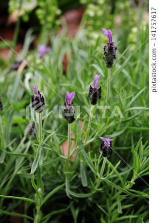 French Lavender French Lavender 141757617