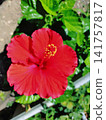 紅芙蓉 141757817