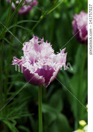鬱金香花 鬱金香花 141757827