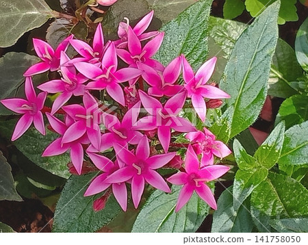一幅由鮮豔的粉紅色五星級花和葉子組成的橫向構圖——植物背景素材 141758050