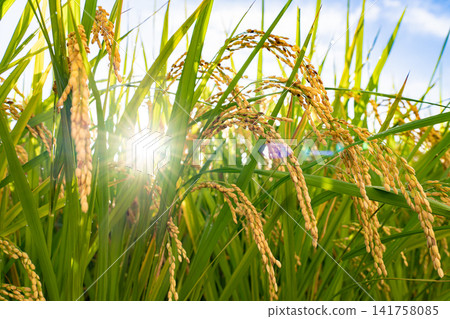 Golden rice stalks and ripe rice fields shining in the autumn sun. Golden rice stalks and ripe rice fields shining in the autumn sun. 141758085
