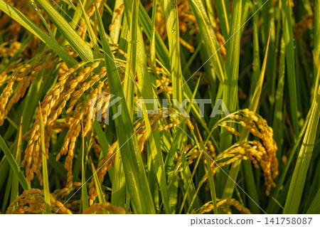 Golden rice stalks and ripe rice fields shining in the autumn sun. Golden rice stalks and ripe rice fields shining in the autumn sun. 141758087