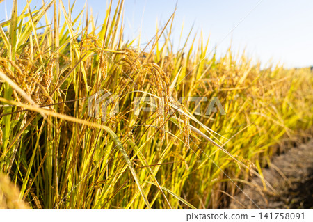 Golden rice stalks and ripe rice fields shining in the autumn sun. 141758091