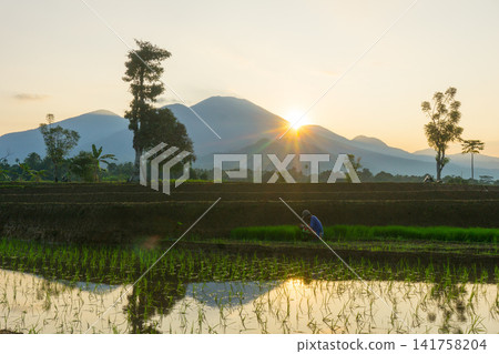 Aerial view of Sapa rice terraces at sunrise with golden light over green fields and misty mountain valleys Aerial view of Sapa rice terraces at sunrise with golden light over green fields and misty mountain valleys 141758204