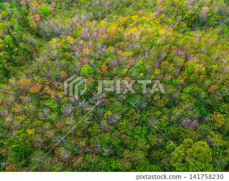 Aerial view of Sapa rice terraces at sunrise with golden light over green fields and misty mountain valleys Aerial view of Sapa rice terraces at sunrise with golden light over green fields and misty mountain valleys 141758230